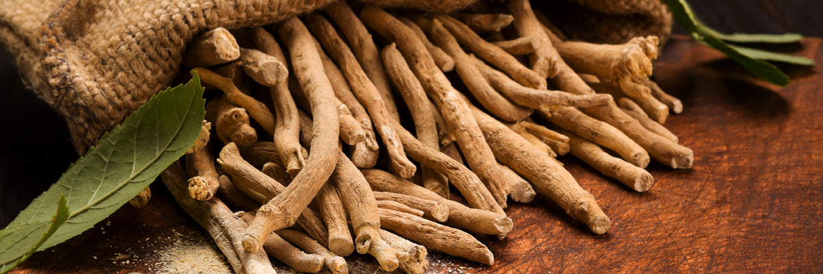 Close-up of dried ashwagandha roots spilling from a burlap sack on a wooden surface